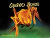 Guano Apes 2